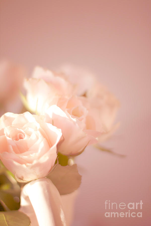 Pale Cream Roses Photograph by Ethiriel Photography