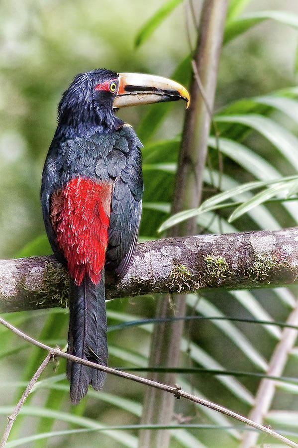 Bird Photograph - Pale Mandibled Aracari by Ecuador Images