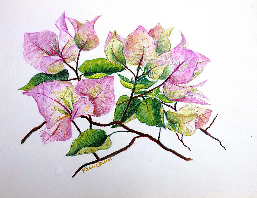 Pale Pink Bouganvillea Pastel by Karin  Dawn Kelshall- Best