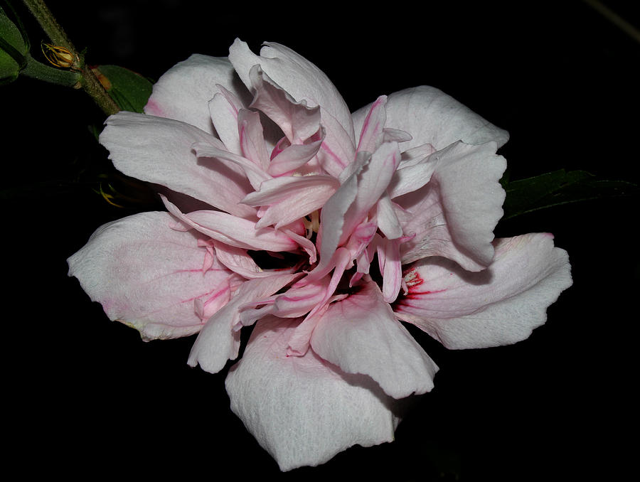Pale Pink Double Rose of Sharon 2011 Photograph by Robert Morin