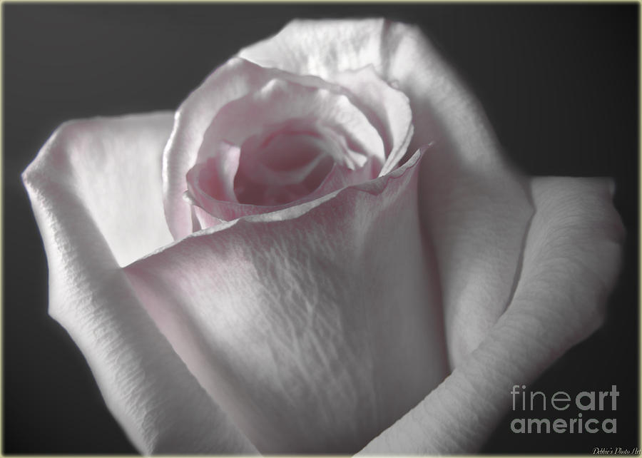 Pale Pink Rose greeting card Photograph by Debbie Portwood