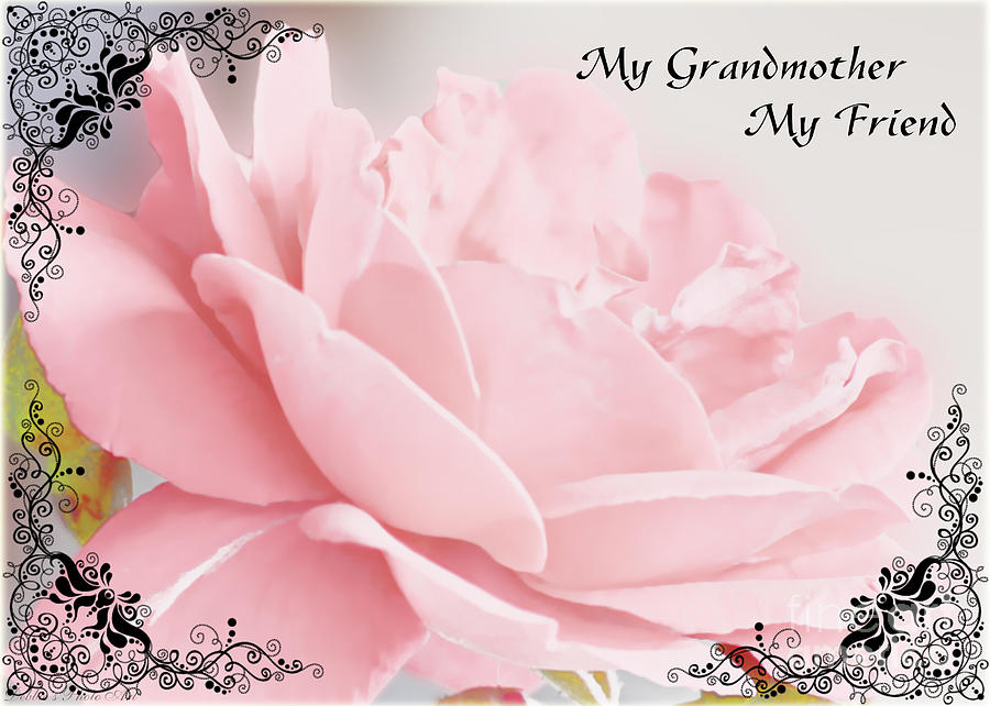 Pale pink rose greeting card Grandmother Photograph by Debbie Portwood