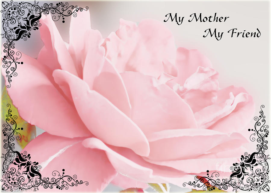Pale pink rose greeting card Mother Photograph by Debbie Portwood