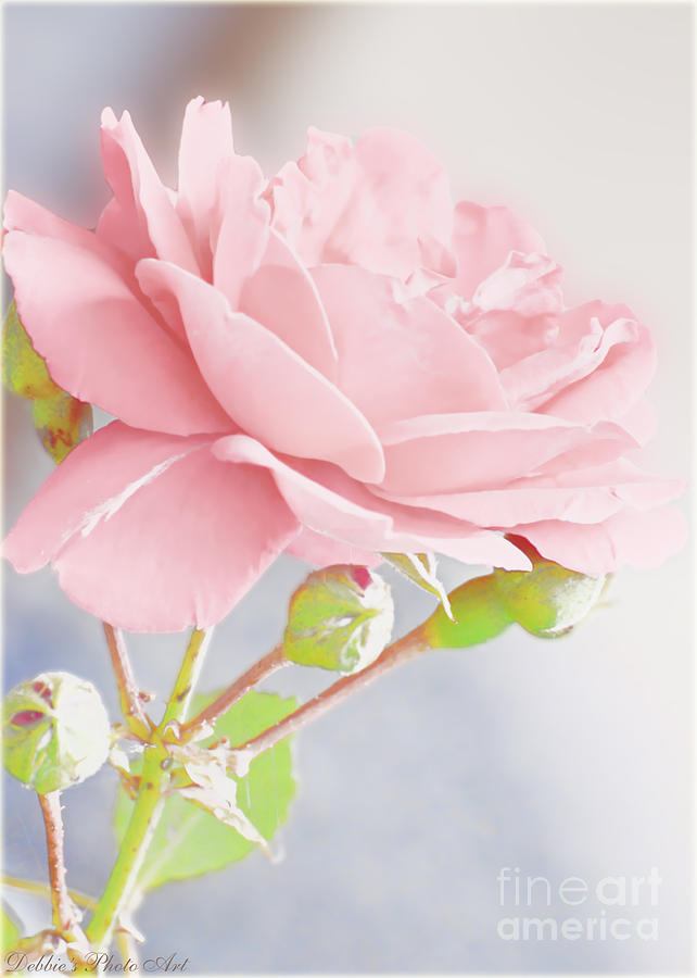 Pale Pink Rose II  Photograph by Debbie Portwood