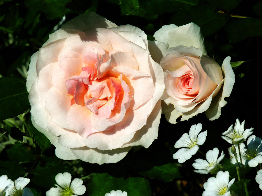 Pale Pink Roses in Garden Photograph by Susan Savad