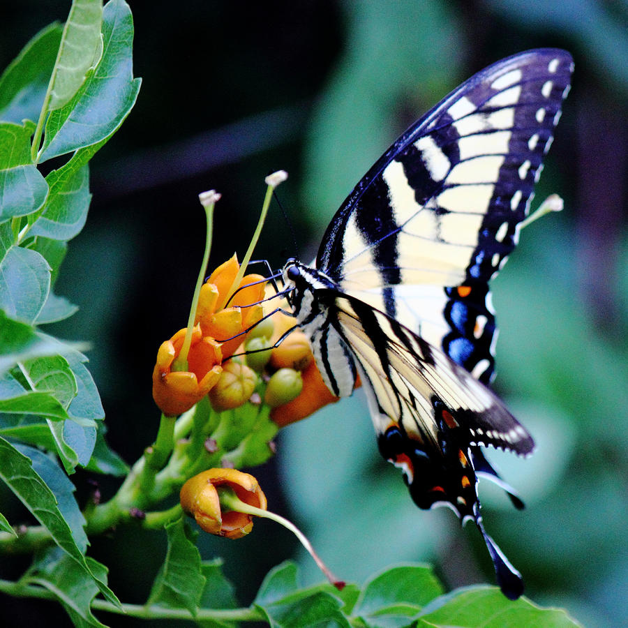 Pale Swallowtail Butterfly-2-Square Photograph by Barry Jones