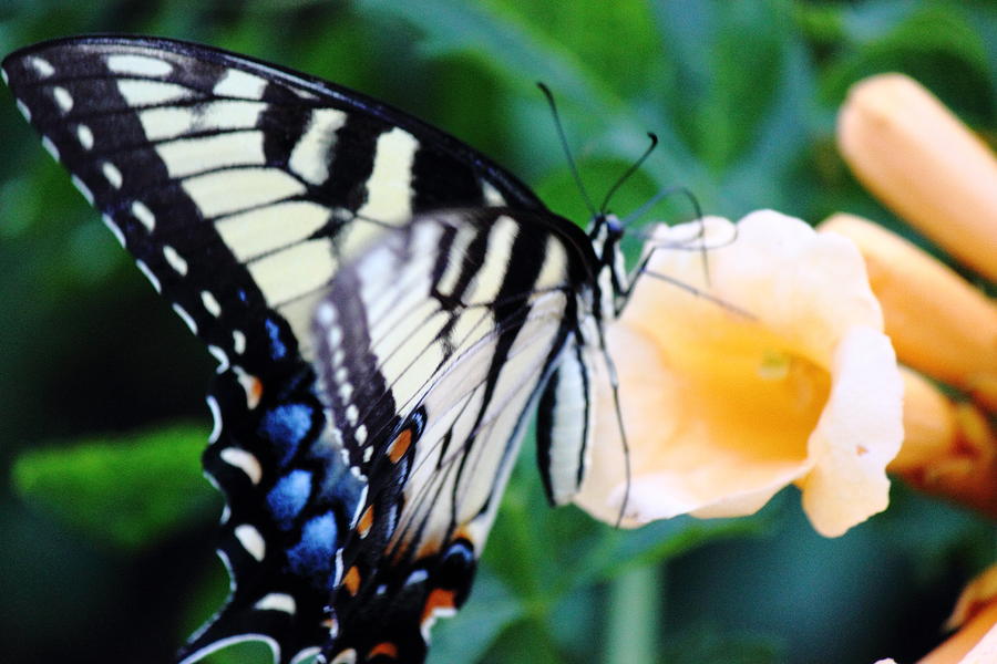 Pale Swallowtail Butterfly-4 Photograph by Barry Jones