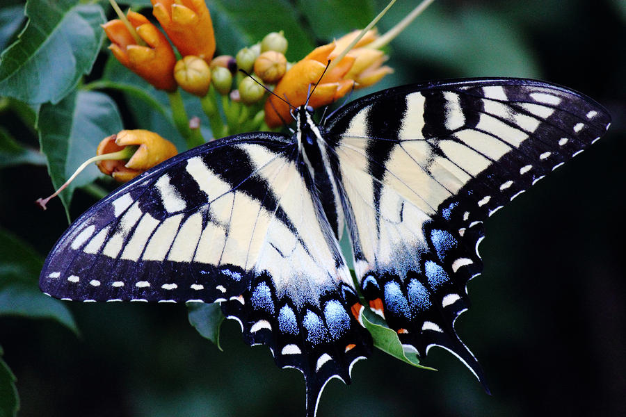 Pale Swallowtail Butterfly Photograph by Barry Jones