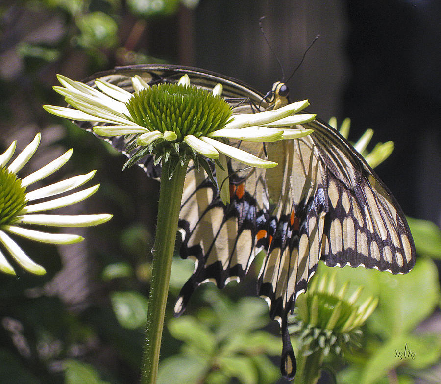 Pale Swallowtail Photograph by Marie Morrisroe