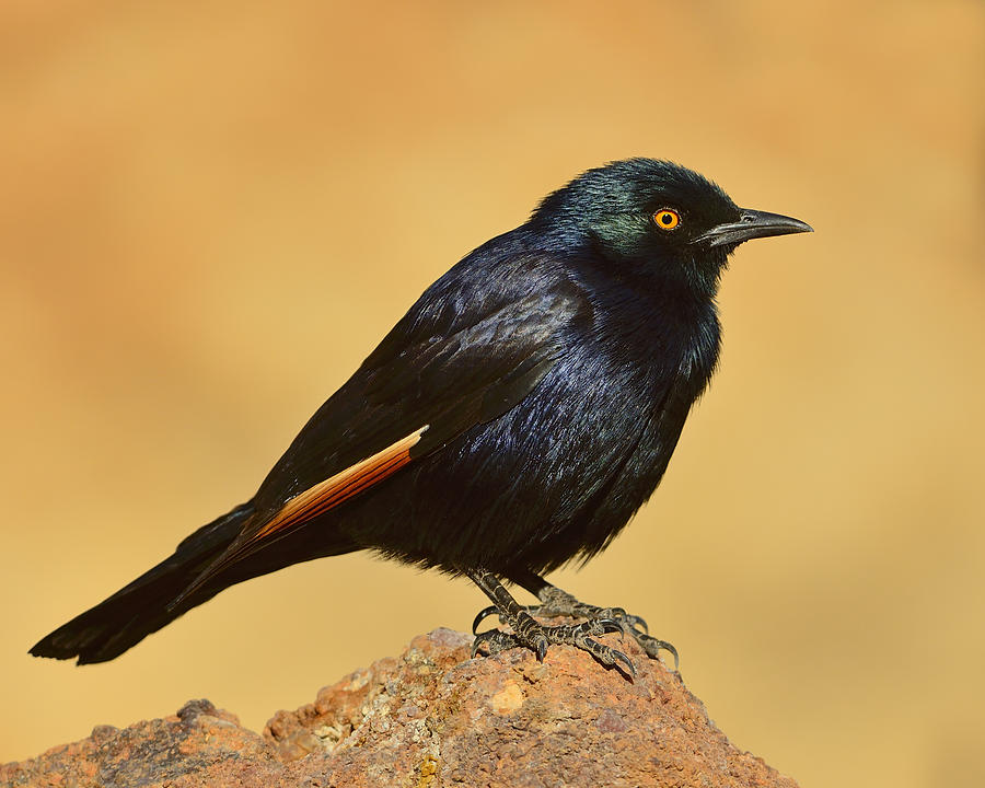 Pale-winged Starling Photograph by Tony Beck