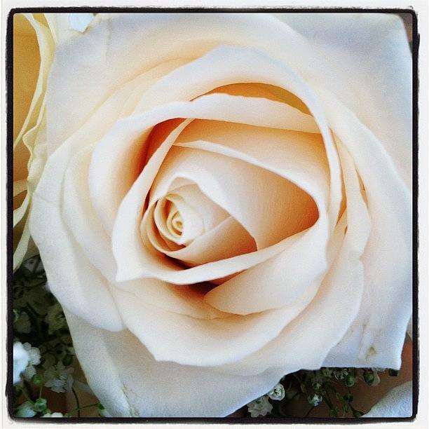 Flower Photograph - Pale Yellow Rose #flowers #yellow by Amanda Howell