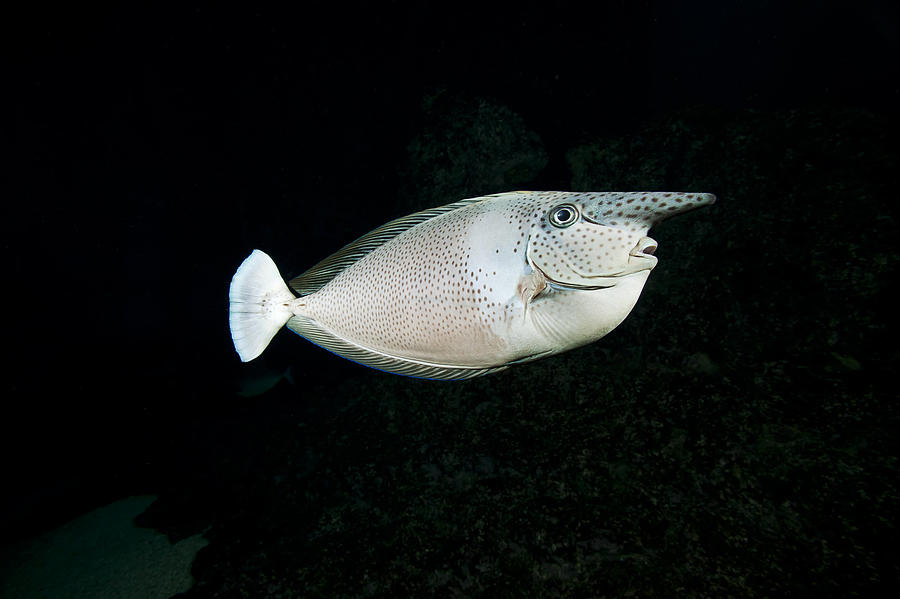 Paletail unicornfish Photograph by Dave Fleetham