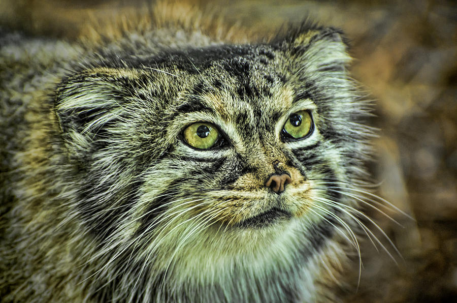 Pallas Cat Photograph by Heather Applegate