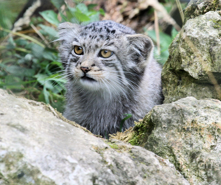 Pallas Kitten Photograph by Ruth Hallam - Fine Art America