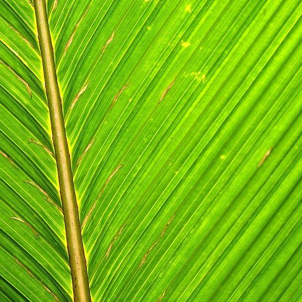 Nature Photograph - Palm Abstract #palm #abstract by Zaqqy J