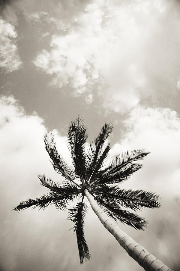 Palm and Sky Photograph by Carl Shaneff - Printscapes
