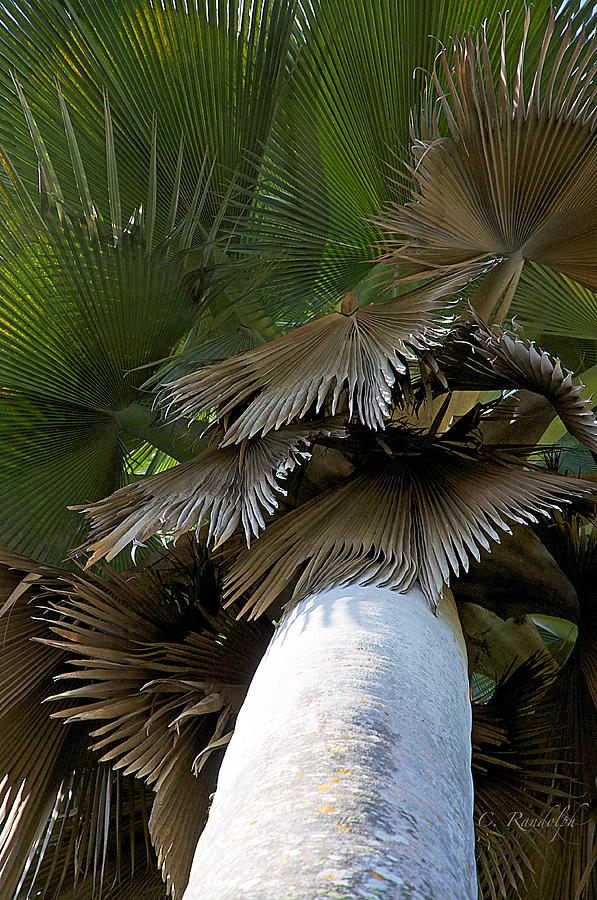 Palm Tree Photograph - Palm Canopy by Cheri Randolph