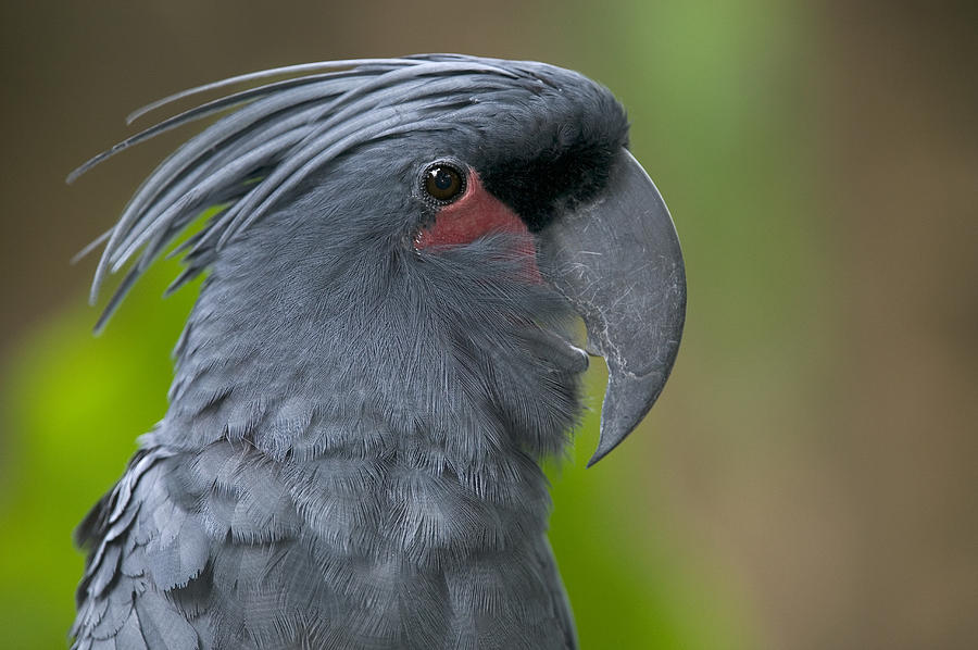 Palm Cockatoo Probosciger Aterrimus Photograph by Cyril Ruoso
