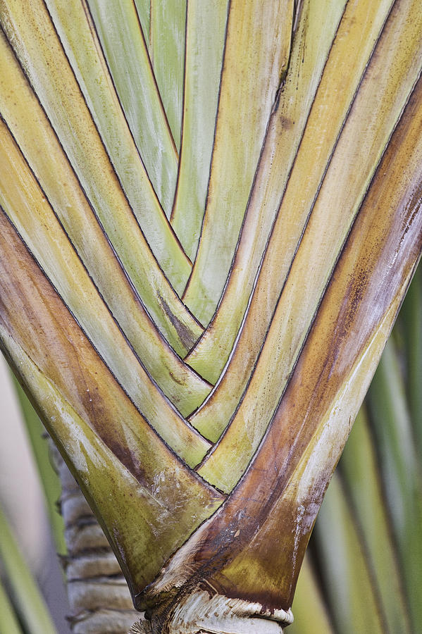 Palm Details Photograph by Mark Harrington