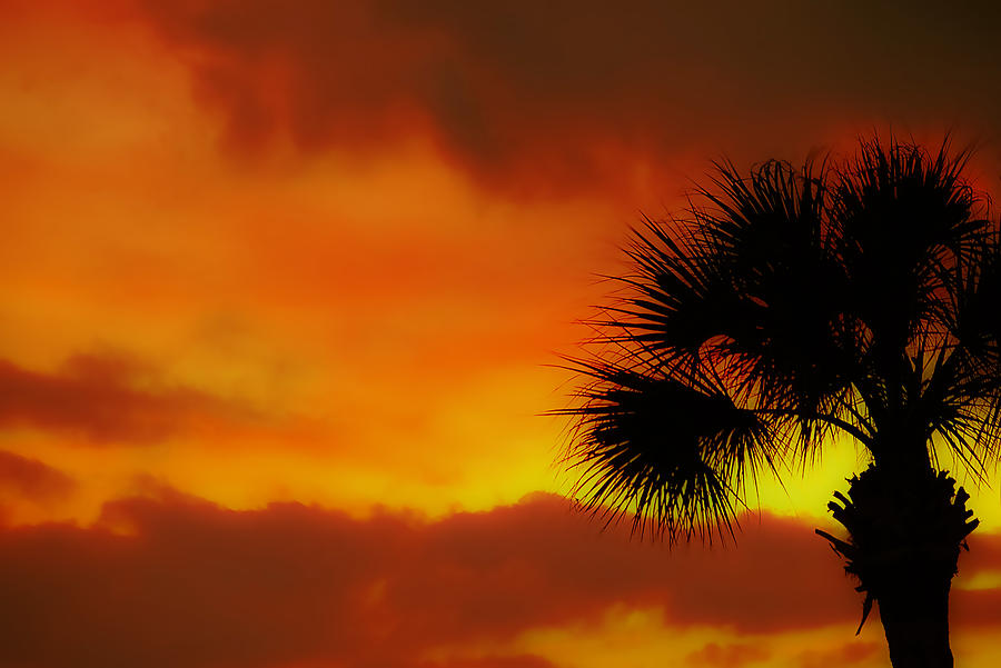 Palm Embracing the Sun Photograph by DigiArt Diaries by Vicky B Fuller