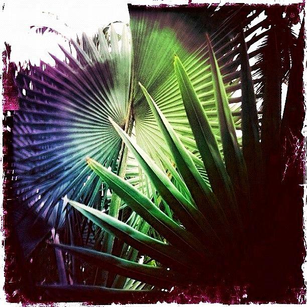 Tree Photograph - Palm Foliage by Natasha Marco