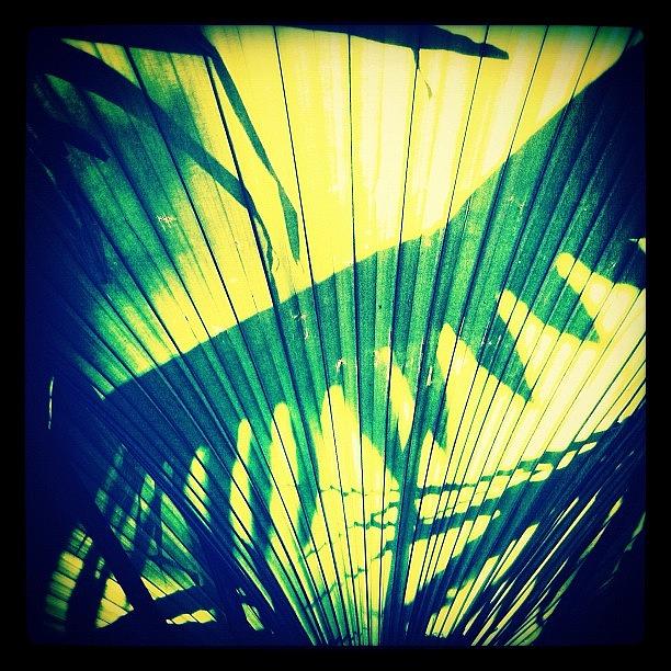 Palmtree Photograph - Palm Fron Shadows - Late Evening Shots by Kiki Bird