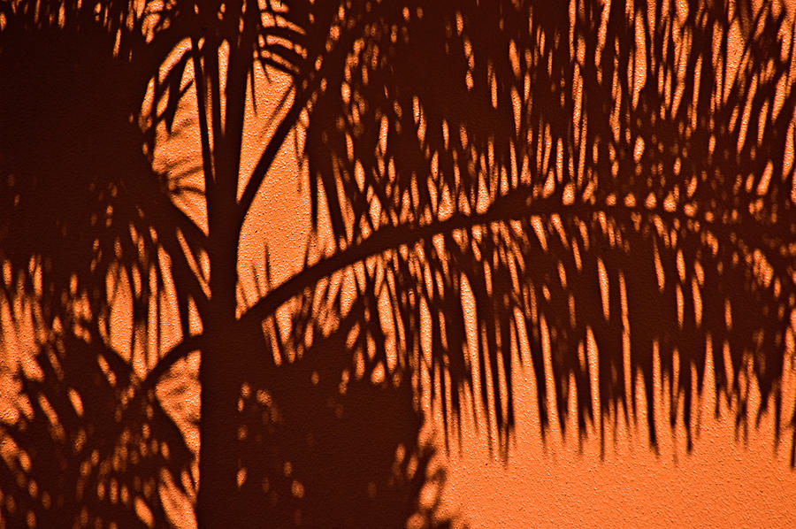 Palm Frond Abstract Photograph by Carolyn Marshall