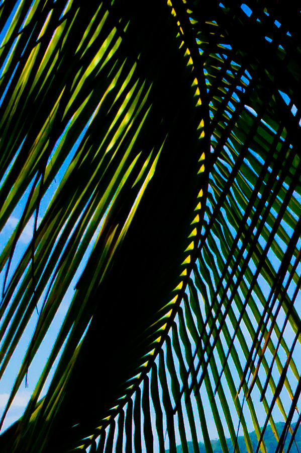 Palm Frond Curve Photograph by Anthony Doudt