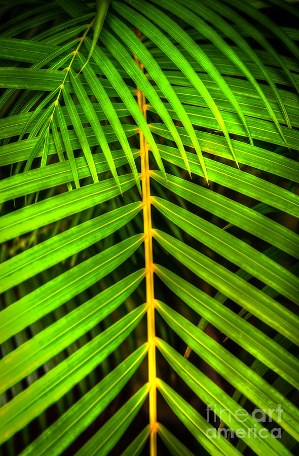 Palm Frond Photograph by Kelly Wade