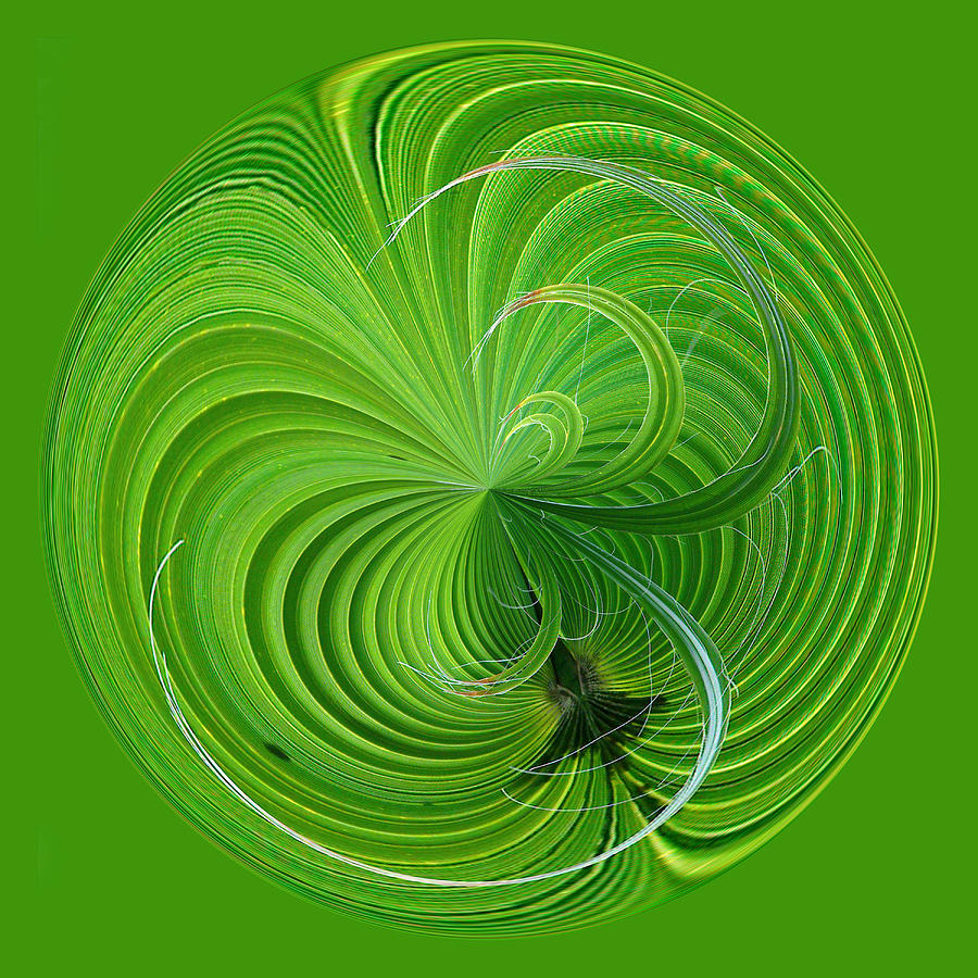 Palm Frond Orb Photograph by Bill Barber