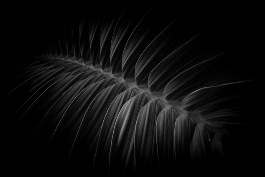 Palm Frond Photograph by Roger Mullenhour