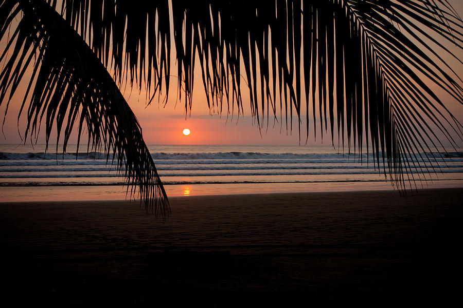 Palm Frond Sunset Photograph by Anthony Doudt