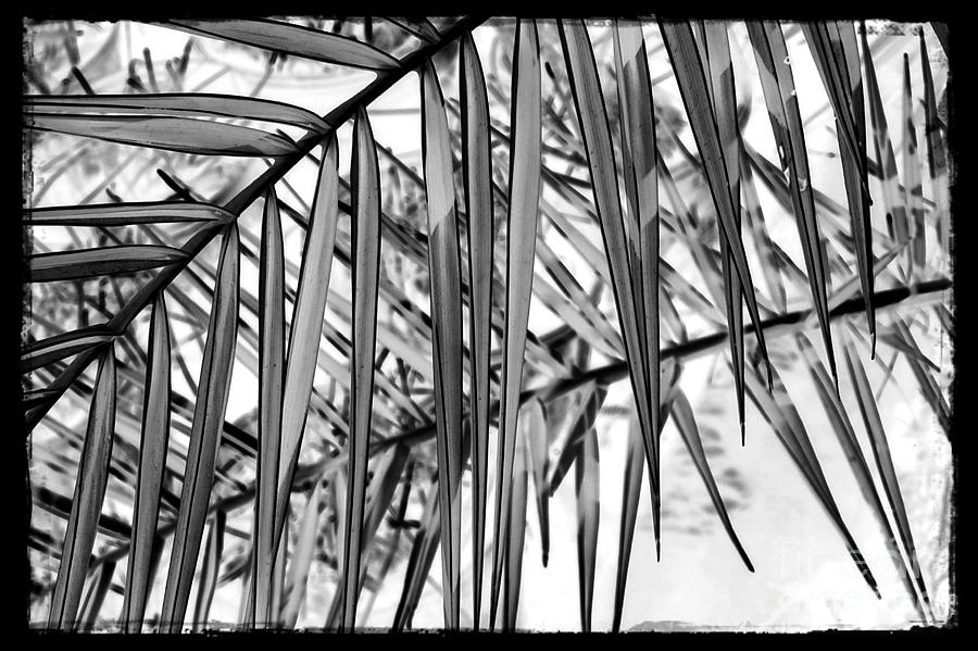 Palm Fronds Black and White Photograph by Judi Bagwell