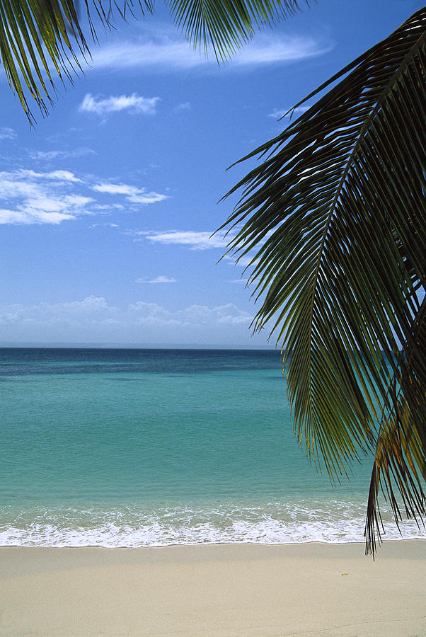 Palm Fronds Frame Bacardi Beach Photograph by Konrad Wothe