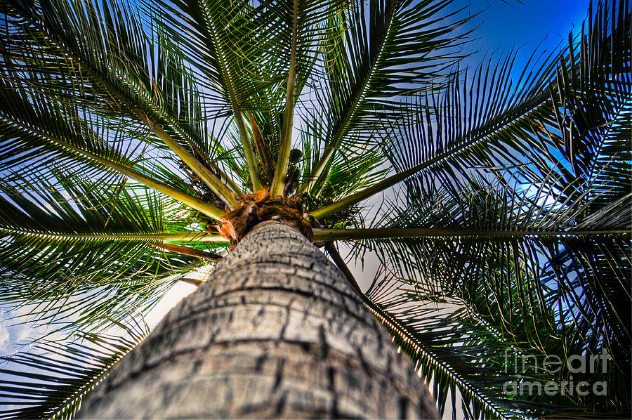 Palm Photograph by Kelly Wade