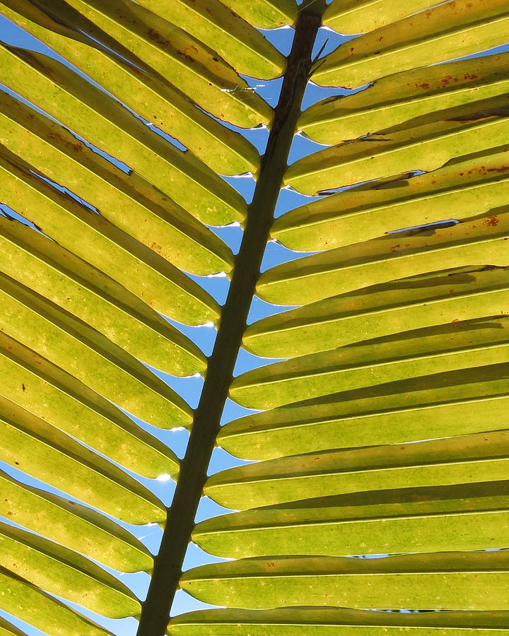 Paradise Photograph - Palm Leaf by Chris Andruskiewicz