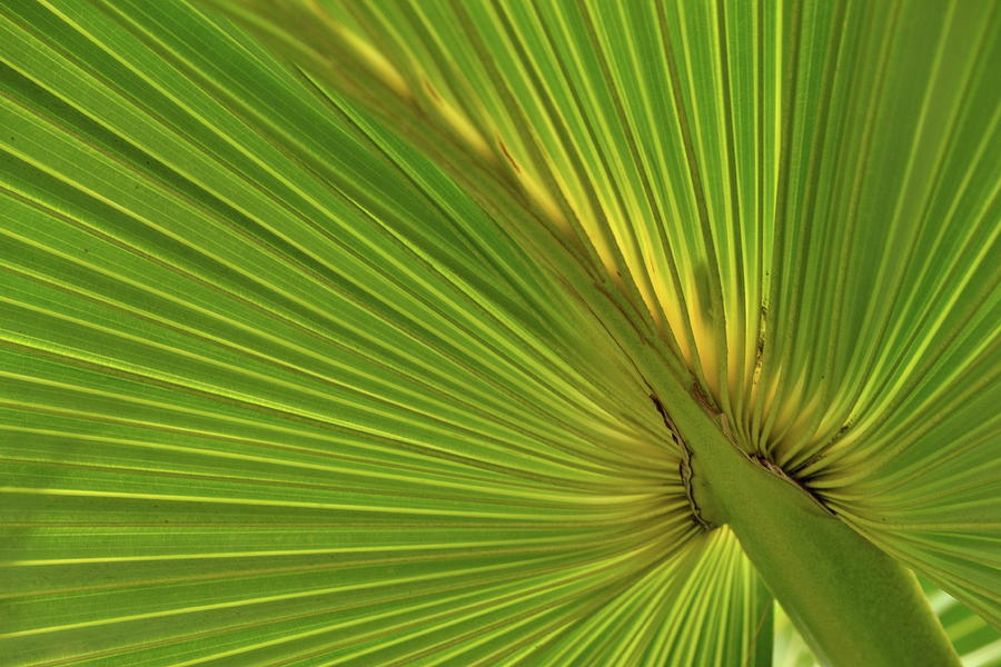 Nature Photograph - Palm Leaf II by JD Grimes