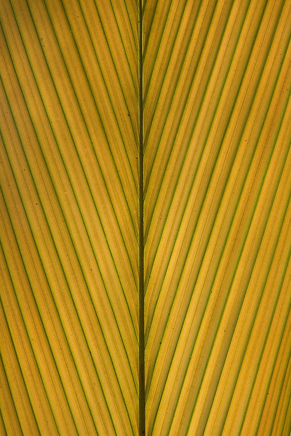 Palm Leaf Midrib and Veins Photograph by Ingo Arndt