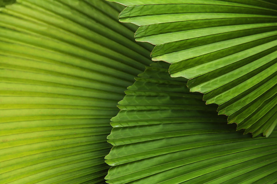 Palm Leaves And Fronds At The Singapore Photograph by Sean White