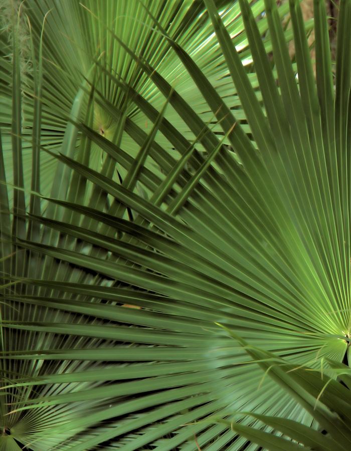 Palm Leaves Photograph by Gerry Fortuna