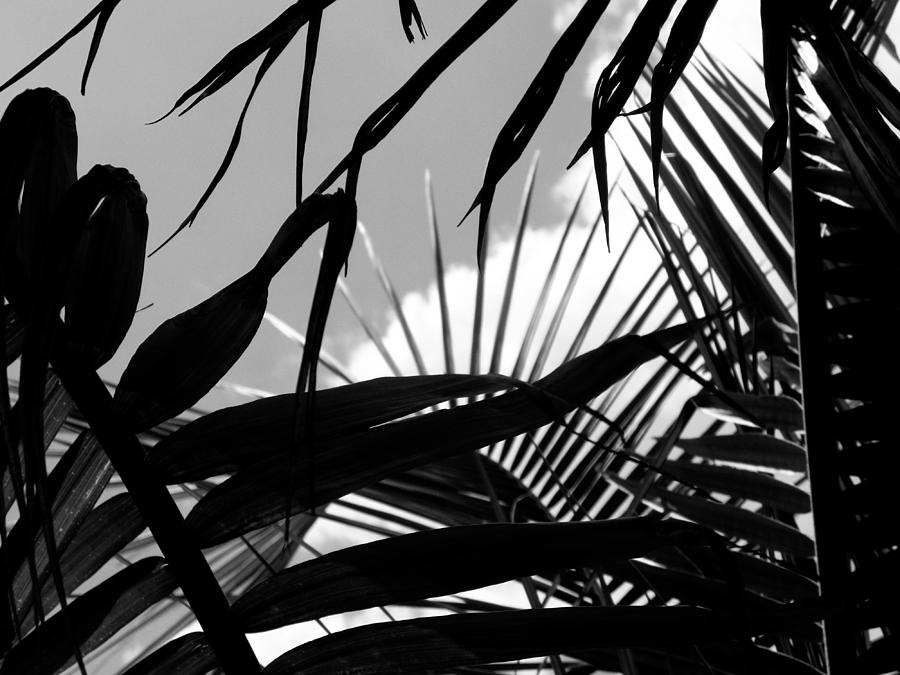 Palm Leaves in Black and White Photograph by Joyce Kimble Smith