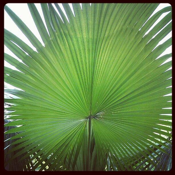 Nature Photograph - Palm by Nawarat Namphon