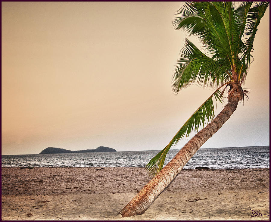 Palm on Australian Beach Photograph by Peggy Dietz