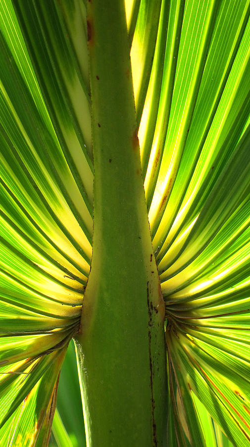 Palm Photograph by Pat Exum