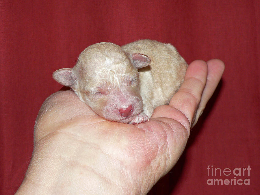 newborn toy poodle
