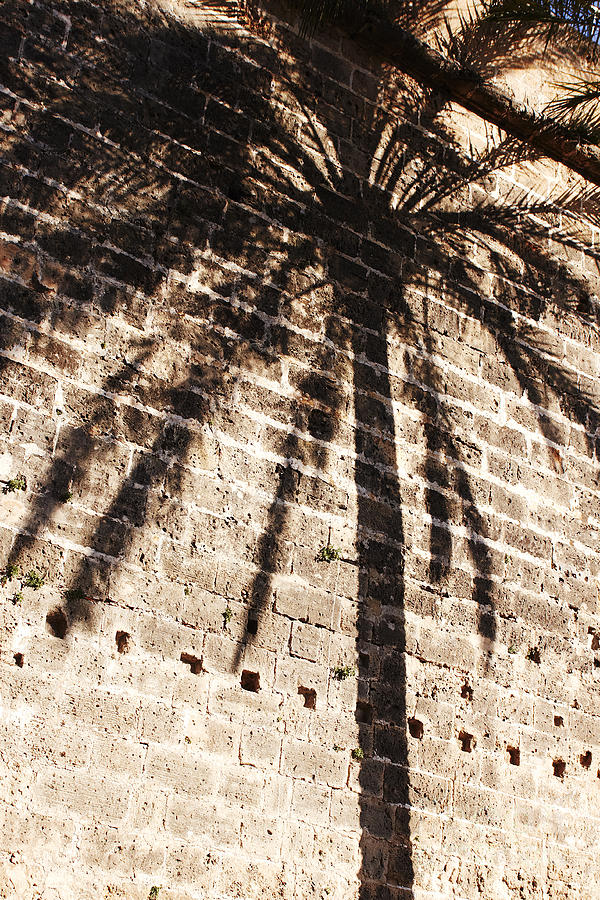 Palm shadow Photograph by Agusti Pardo Rossello
