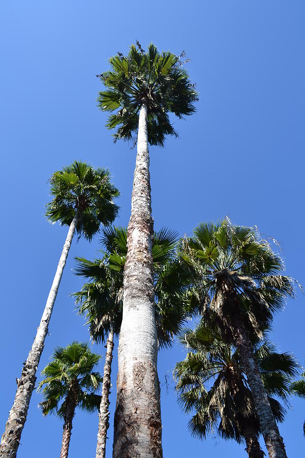 Palm sky Photograph by Sabin Donohoe - Fine Art America