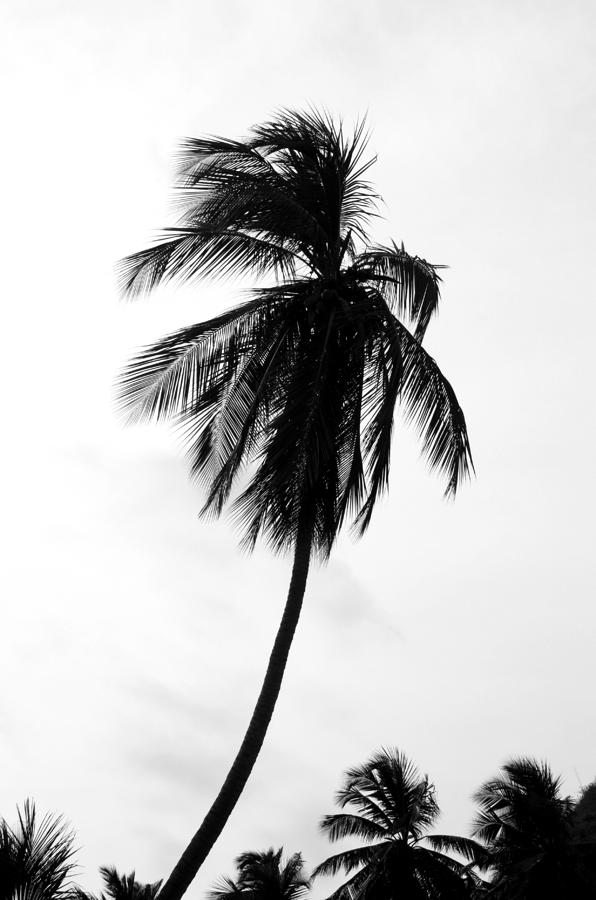 Palm Solo Photograph by Shane Rees