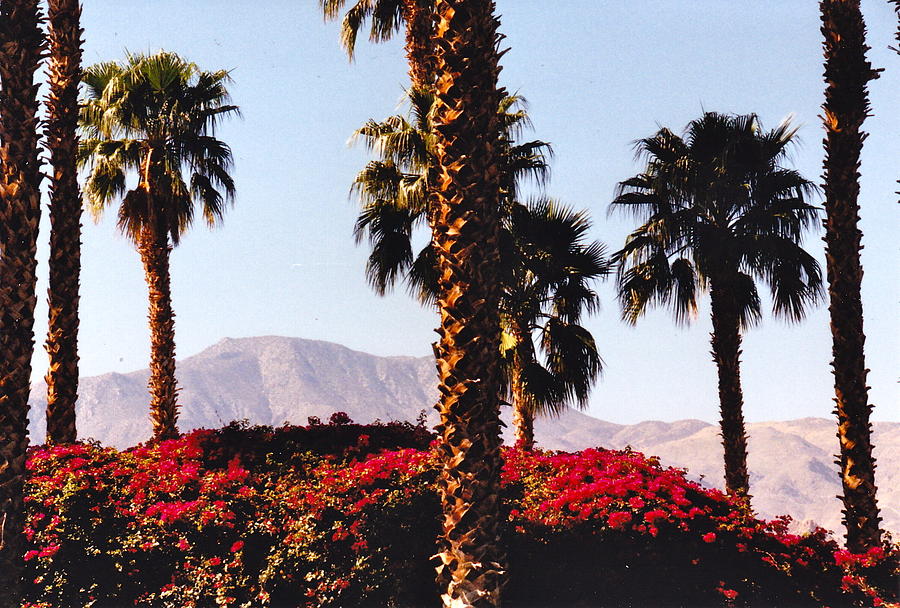 Palm Springs Finest Photograph by Barbara Plattenburg