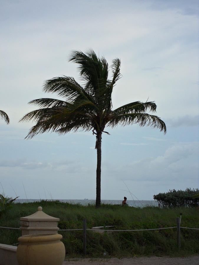 Palm Strong Photograph by Val Oconnor